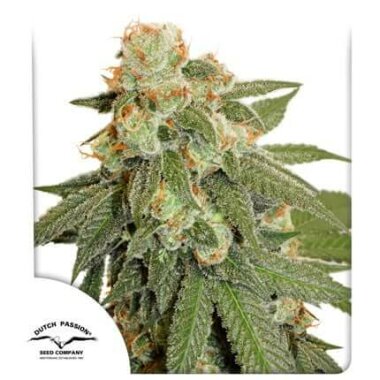 Dutch Passion Orange Bud AUTO - 3 autoflowering Samen