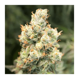 Dutch Passion Orange Bud AUTO - 3 autoflowering Samen