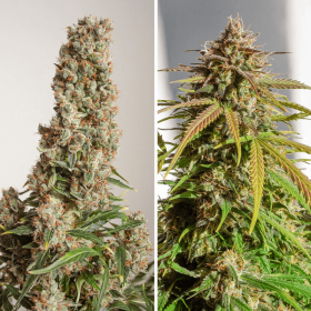 Dutch Passion Orange Bud AUTO - 3 autoflowering Samen