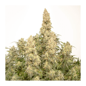 Dutch Passion Orange Bud AUTO - 3 automatisierte Samen