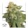 Dutch Passion Orange Bud AUTO - 3 autoflowering Samen