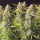 Dutch Passion Orange Bud AUTO - 3 autoflowering Samen