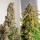 Dutch Passion Orange Bud AUTO - 3 autoflowering Samen