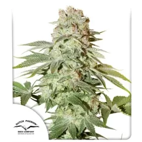 Dutch Passion Power Plant AUTO - 3 automated seeds