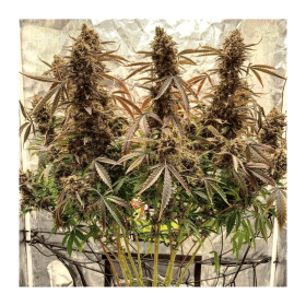 Dutch Passion Power Plant AUTO - 3 autoflowering Samen