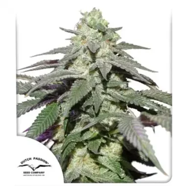 Dutch Passion Skywalker Haze AUTO - 3 automatisierte Samen