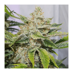 Dutch Passion Skywalker Haze AUTO - 3 autoflowering Samen