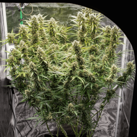 Dutch Passion Skywalker Haze AUTO - 3 autoflowering Samen