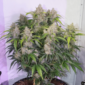 Dutch Passion Skywalker Haze AUTO - 3 autoflowering Samen