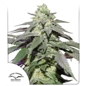 Dutch Passion Skywalker Haze AUTO - 3 automatisierte Samen