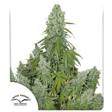 Dutch Passion Ultimate AUTO - 3 autoflowering Samen