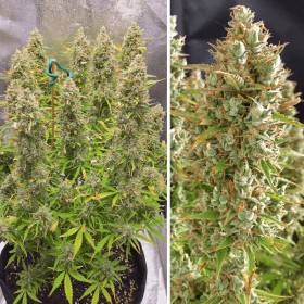 Dutch Passion Ultimate AUTO - 3 autoflowering Samen