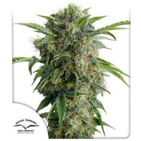 Dutch Passion Daiquiri Lime AUTO - 3 autoflowering Samen