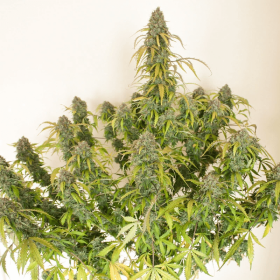 Dutch Passion Daiquiri Lime AUTO - 3 automated seeds