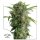 Dutch Passion Daiquiri Lime AUTO - 3 autoflowering Samen