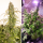 Dutch Passion Daiquiri Lime AUTO - 3 autoflowering Samen