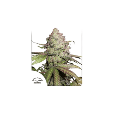 Dutch Passion Charlotte’s Angel CBD AUTO - 3...