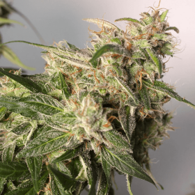 Dutch Passion Charlotte’s Angel CBD AUTO - 3 automated seeds