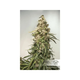 Dutch Passion Charlotte’s Angel CBD AUTO - 3 automatisierte Samen