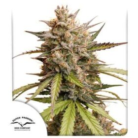 Dutch Passion Melonade Runtz AUTO - 3 autoflowering Samen