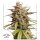 Dutch Passion Melonade Runtz AUTO - 3 autoflowering Samen