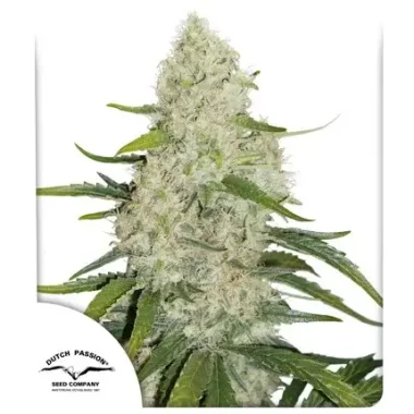 Dutch Passion Think Big AUTO - 3 autoflowering Samen