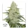 Dutch Passion Think Big AUTO - 3 autoflowering Samen