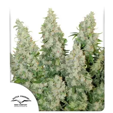 Dutch Passion Think Different AUTO - 3 autoflowering Samen