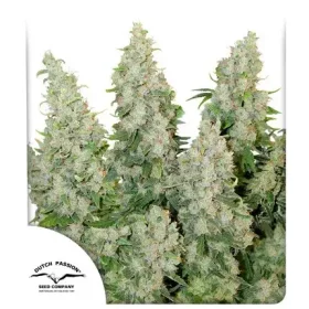 Dutch Passion Think Different AUTO - 3 automated seeds