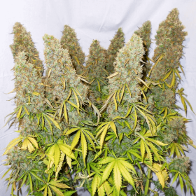 Dutch Passion Think Different AUTO - 3 automated seeds