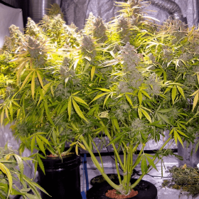 Dutch Passion Think Different AUTO - 3 autoflowering Samen