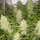 Dutch Passion Think Different AUTO - 3 autoflowering Samen