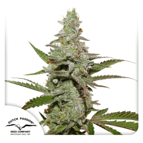 Dutch Passion Amsterdam Amnesia - 3 feminized seeds