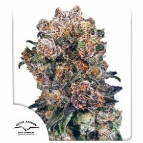 Dutch Passion Blueberry - 3 feminized seeds