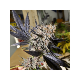 Dutch Passion Blueberry - 3 feminized seeds