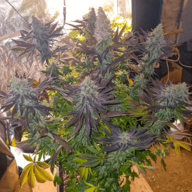 Dutch Passion Blueberry - 3 feminisierte Samen