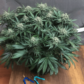 Dutch Passion Blueberry - 3 feminisierte Samen