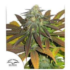 Dutch Passion Californian Orange - 3 feminized seeds