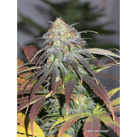 Dutch Passion Californian Orange - 3 feminized seeds