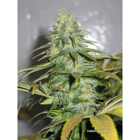 Dutch Passion Californian Orange - 3 feminisierte Samen