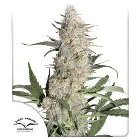 Dutch Passion Critical Orange Punch - 3 feminisierte Samen