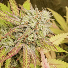 Dutch Passion Critical Orange Punch - 3 feminized seeds