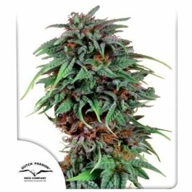 Dutch Passion Durban Poison - 3 feminized seeds