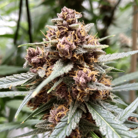 Dutch Passion Durban Poison - 3 feminized seeds