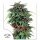 Dutch Passion Durban Poison - 3 feminisierte Samen