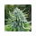 Dutch Passion Durban Poison - 3 feminisierte Samen