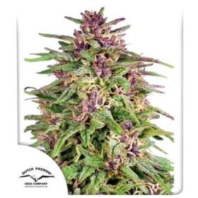 Dutch Passion Frisian Dew - 3 feminized seeds