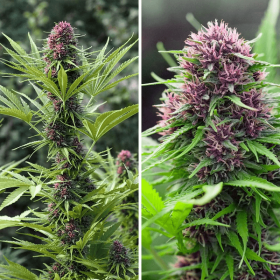 Dutch Passion Frisian Dew - 3 feminized seeds