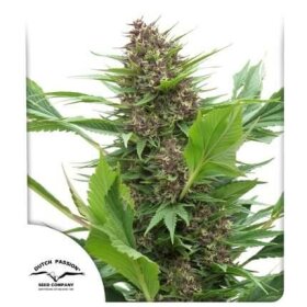 Dutch Passion Frisian Duck - 3 feminized seeds