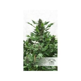 Dutch Passion Frisian Duck - 3 feminized seeds